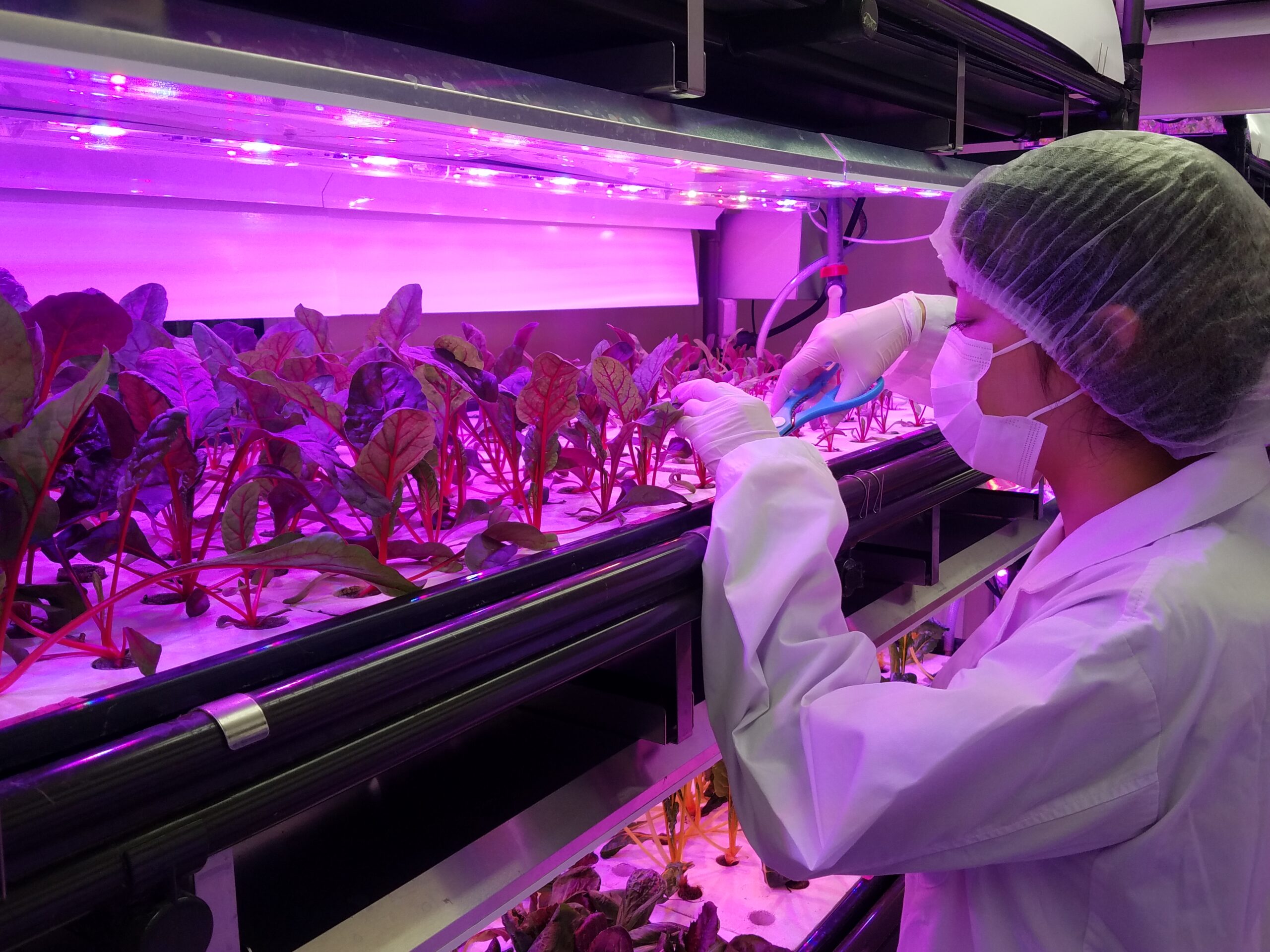 水耕栽培(Hydroponics) - キーストーンテクノロジー