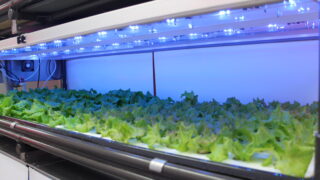 高機能性野菜生産LED栽培システム『AGRI-Oh!』 - キーストーンテクノロジー