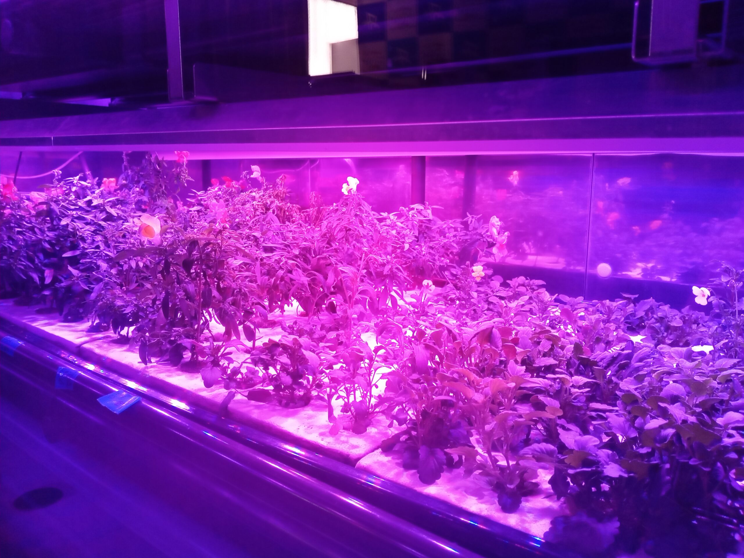 店産店消栽培システム『LED菜園 Mini』 - キーストーンテクノロジー