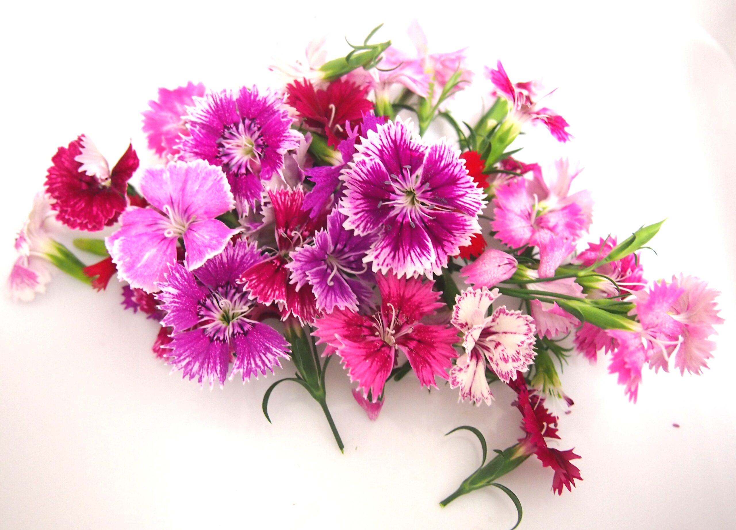 エディブルフラワー(Edible Flowers) - キーストーンテクノロジー