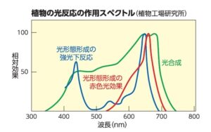植物が利用する光の領域と光反応の特徴
